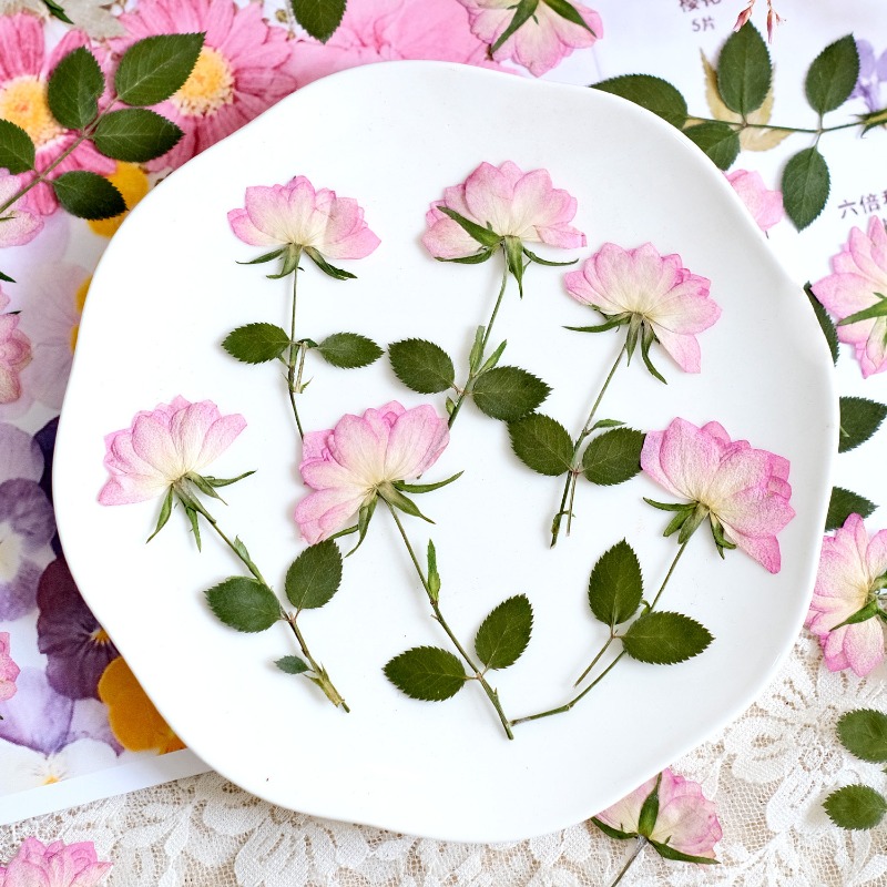 12 sztuk, prawdziwe suszone i  – Resin Craft Ideas recenzja i cena