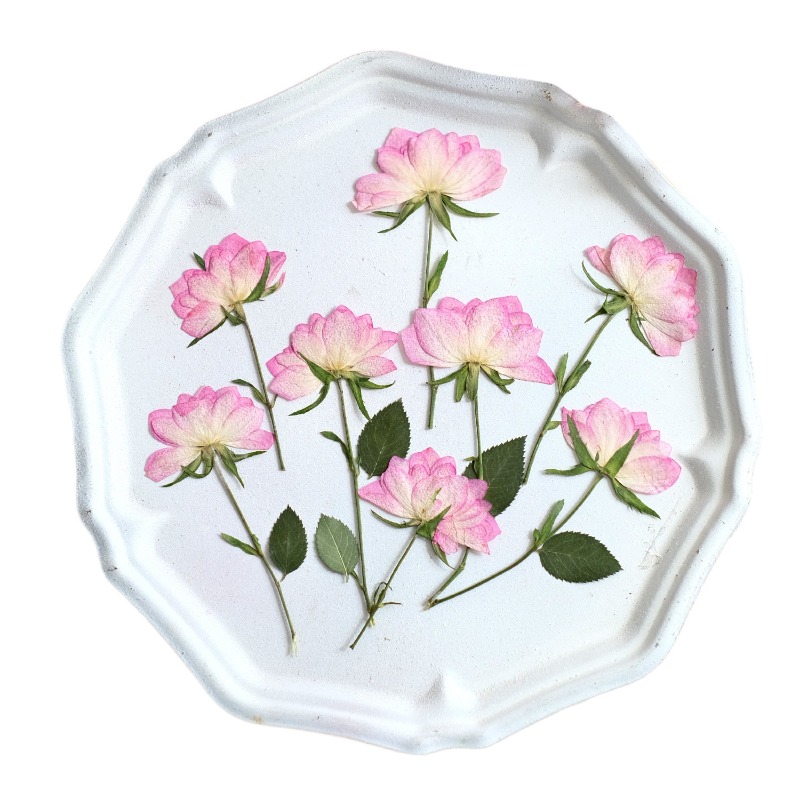 12 sztuk, prawdziwe suszone i  – Resin Craft Ideas recenzja i cena